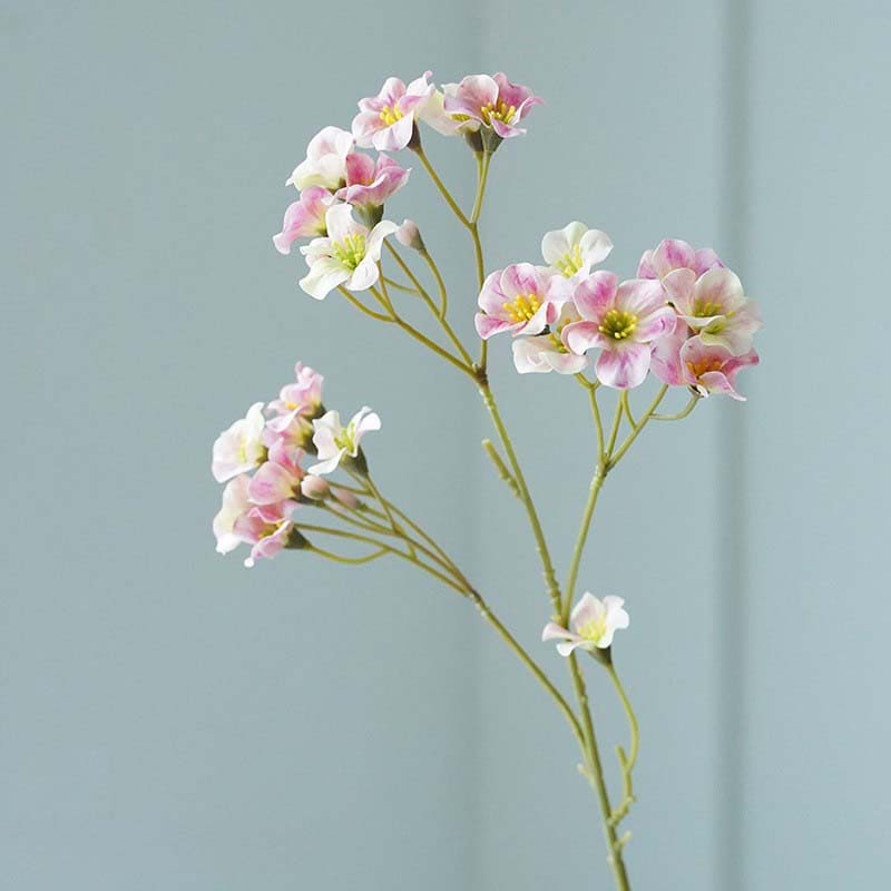 *Vernicia Fordii - Huile Végétale Bio 100% Pure* devient *Vernicia Fordii*