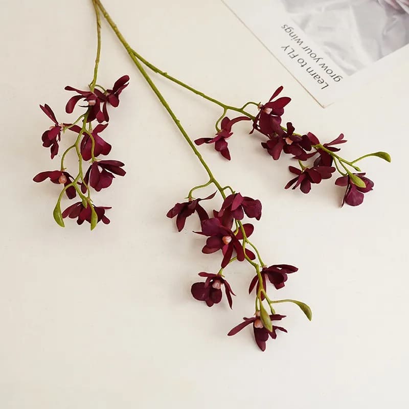 Cymbidium Floribundum