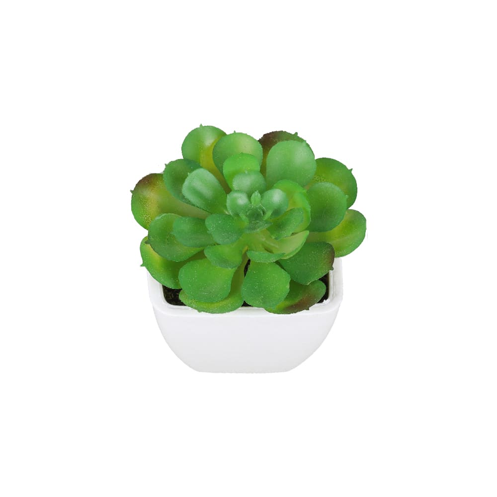 Succulentes Artificielles de Qualité Premium