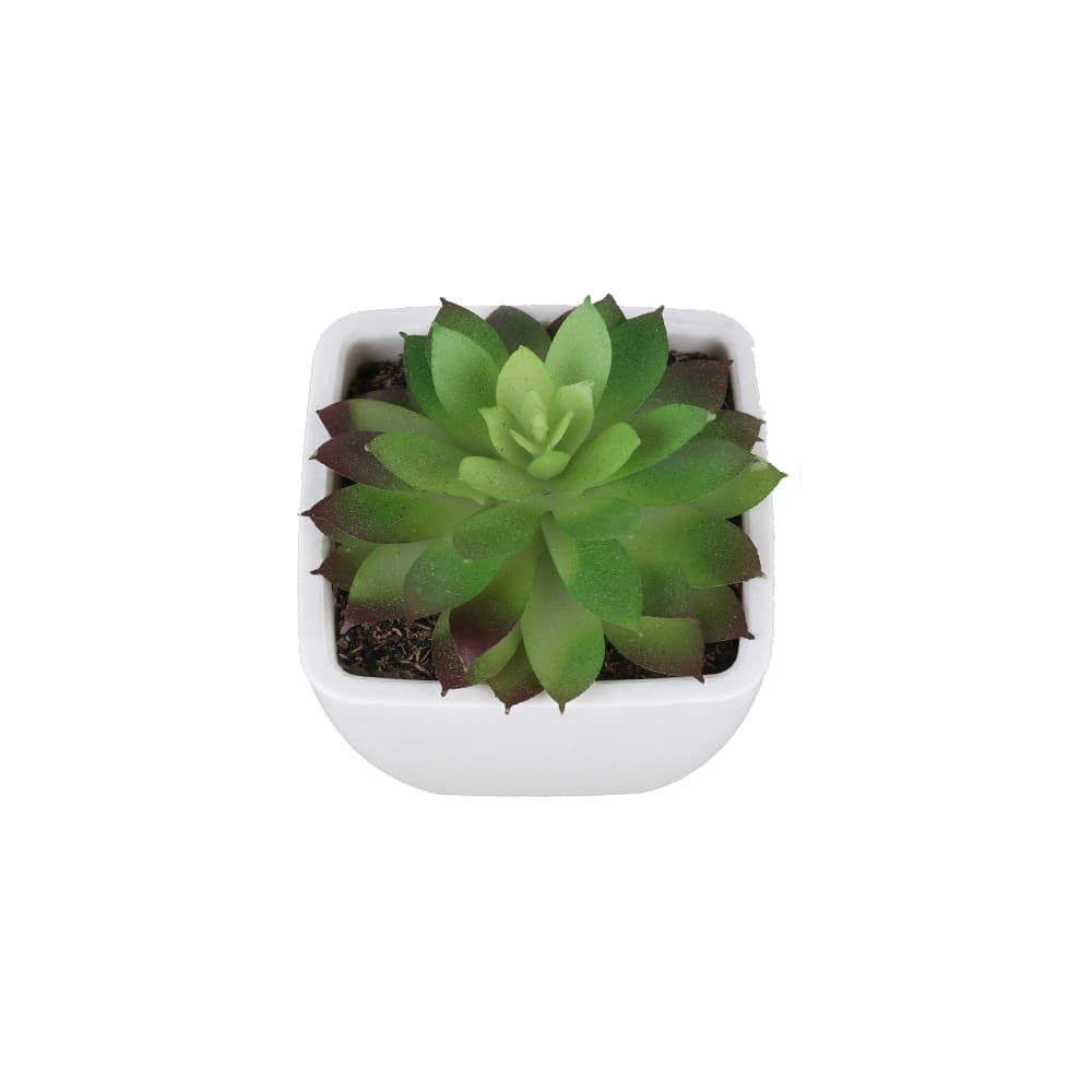 Succulentes Artificielles de Qualité Premium