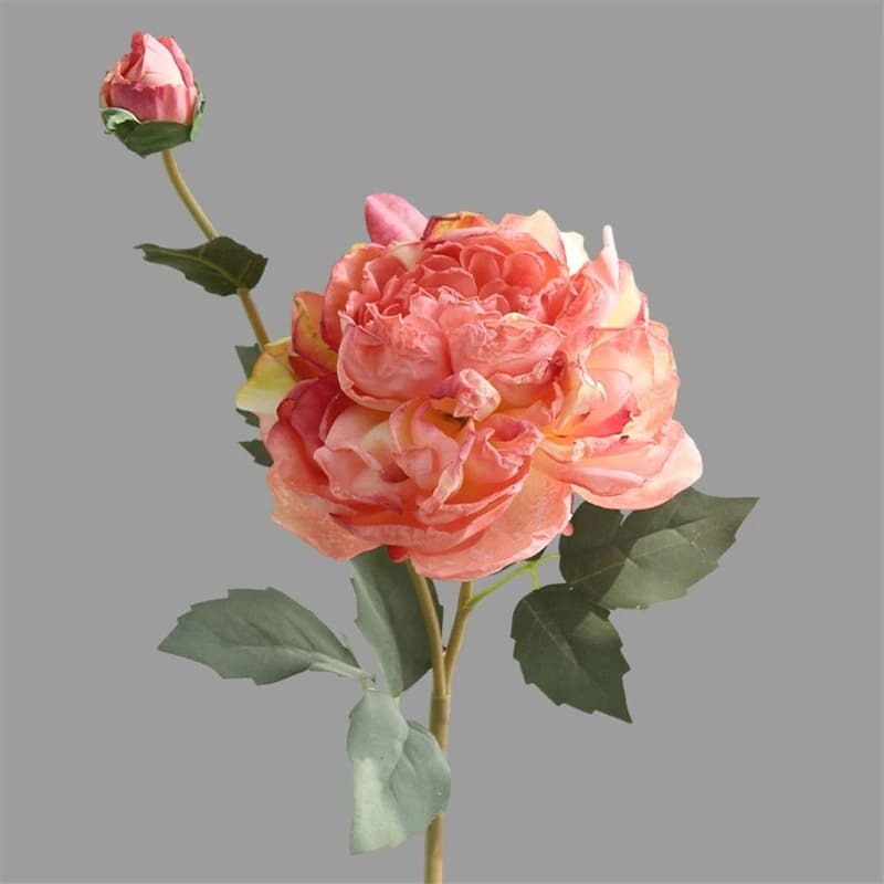 Pivoines Arbustives.