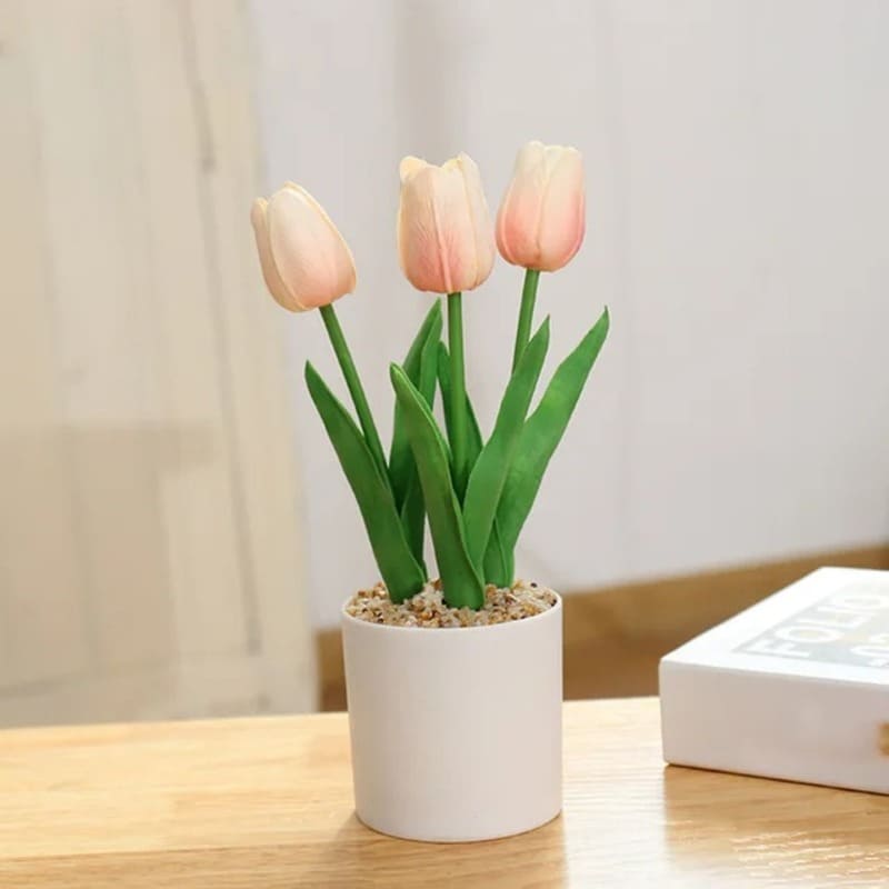 Tulipes en Pot