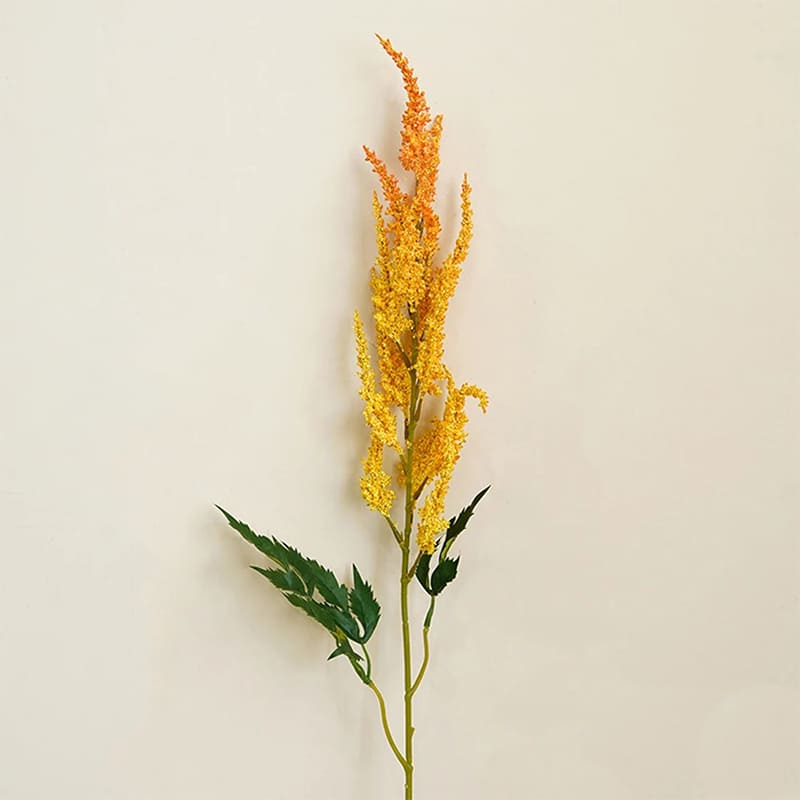 Astilbe de Chine Rouge en Pot