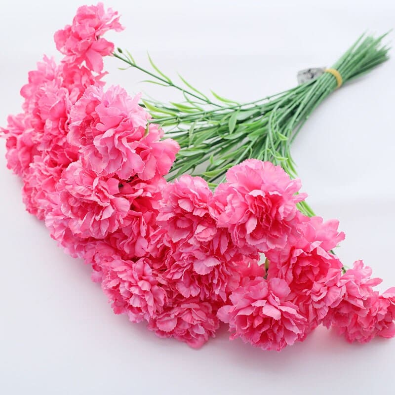 Carnation Flowers