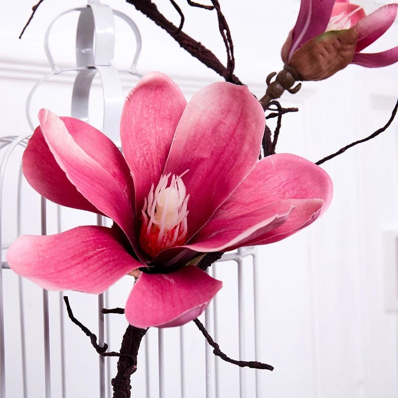 Branche de Magnolia.