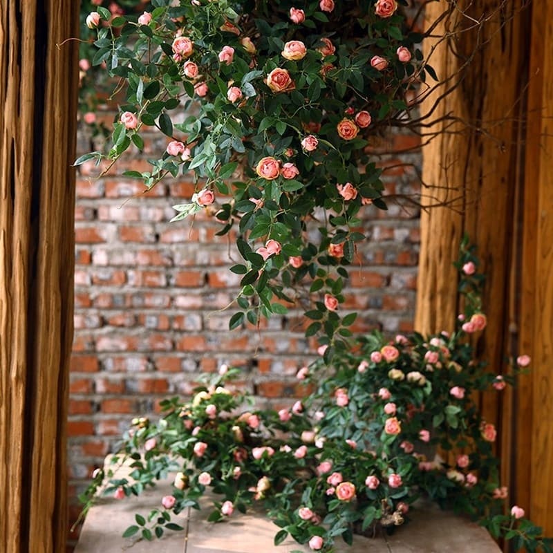 Branche de Rose