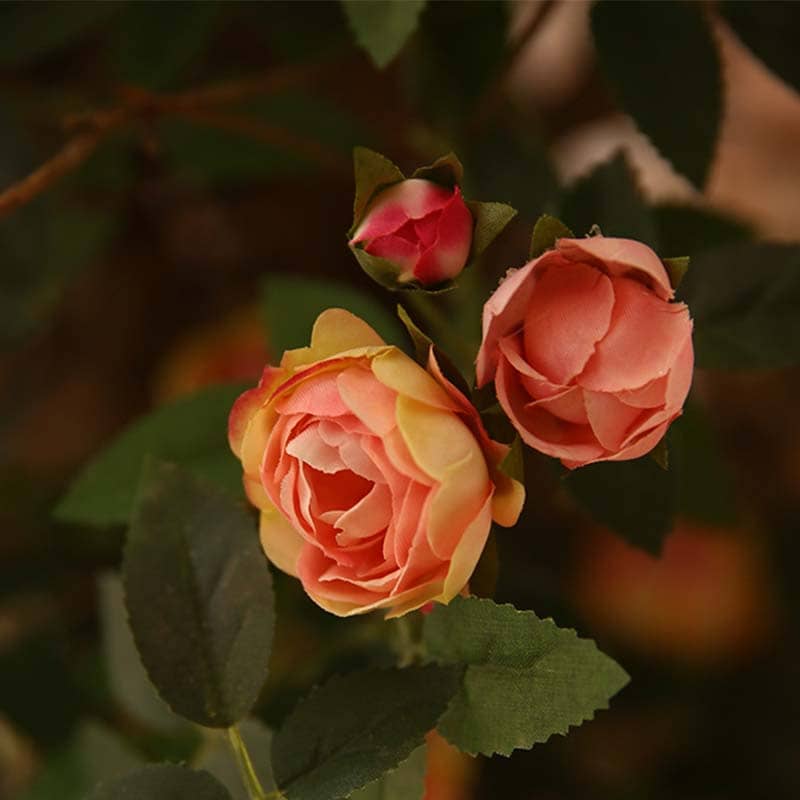 Branche de Rose