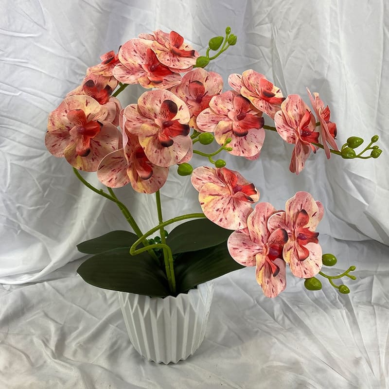 Orchidée en Branche