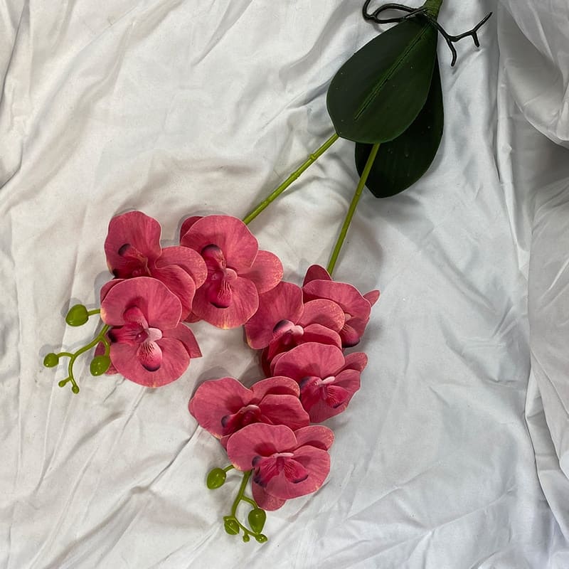 Orchidée en Branche