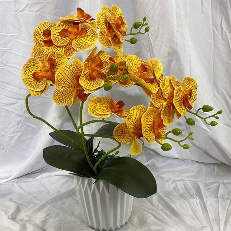 Orchidée en Branche