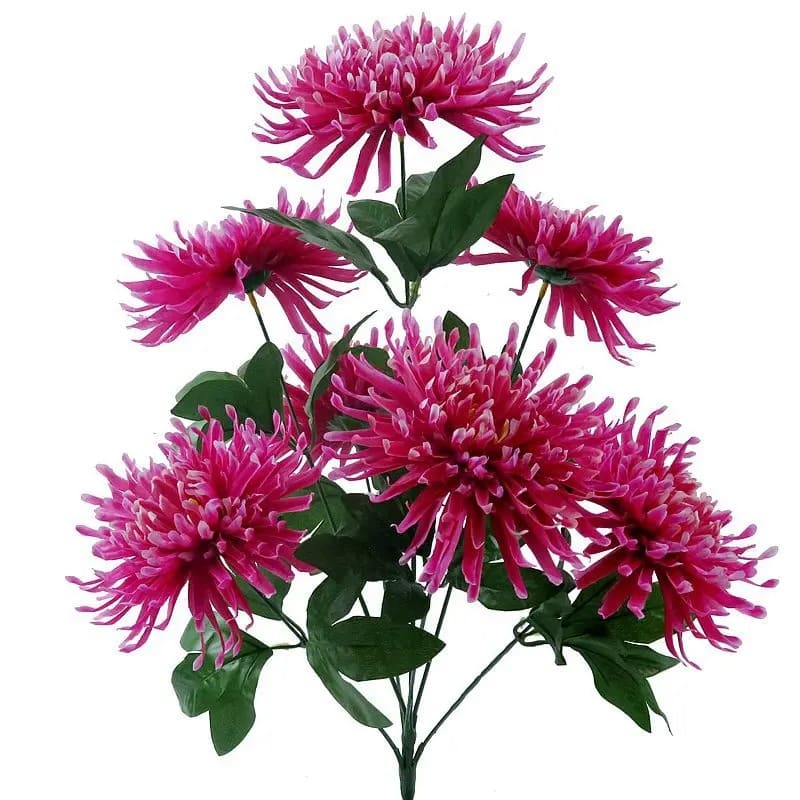 Chrysanthemum Orchid Helen