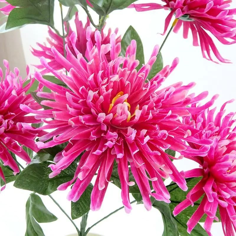Chrysanthemum Orchid Helen