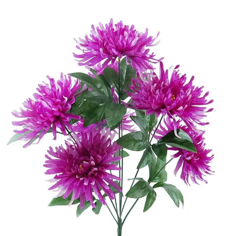 Chrysanthemum Orchid Helen