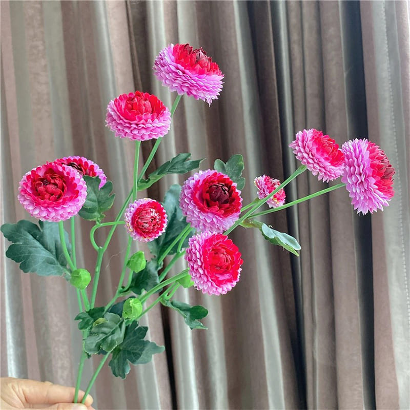 Dahlia Pompon