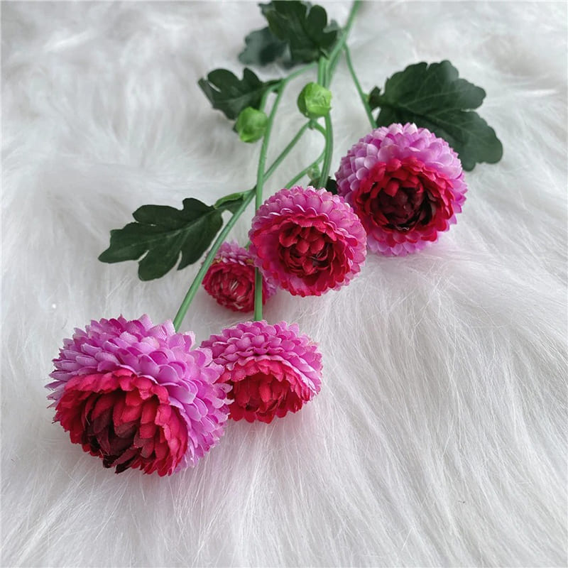Dahlia Pompon