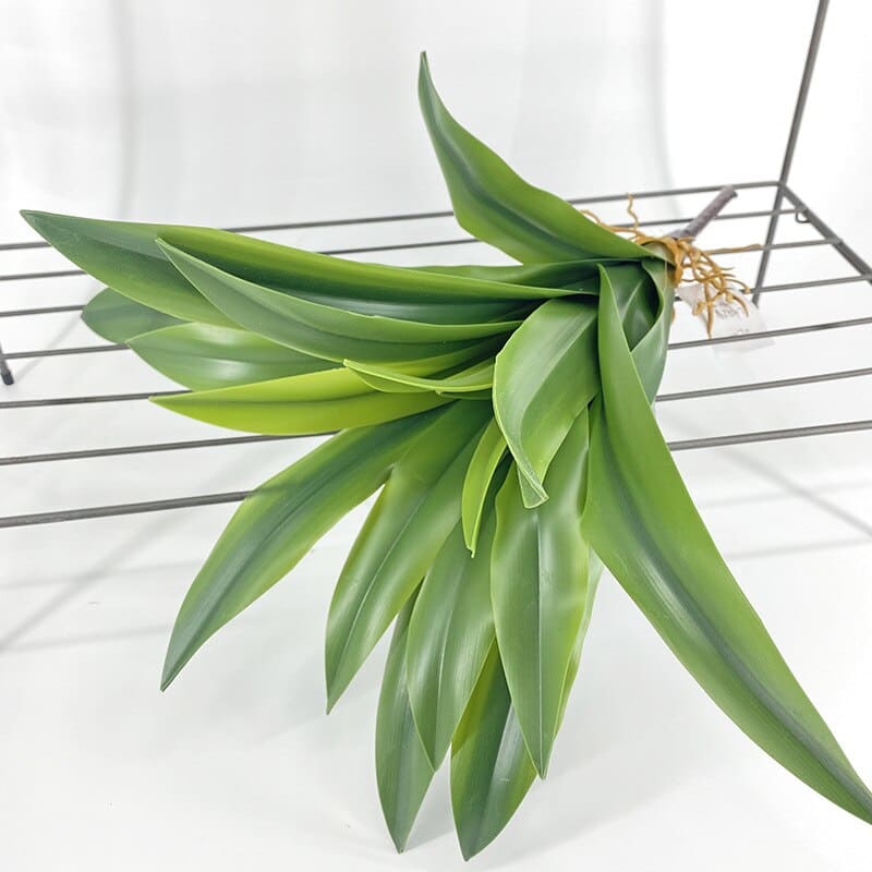 Dracaena Compacta