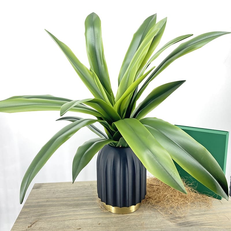 Dracaena Compacta