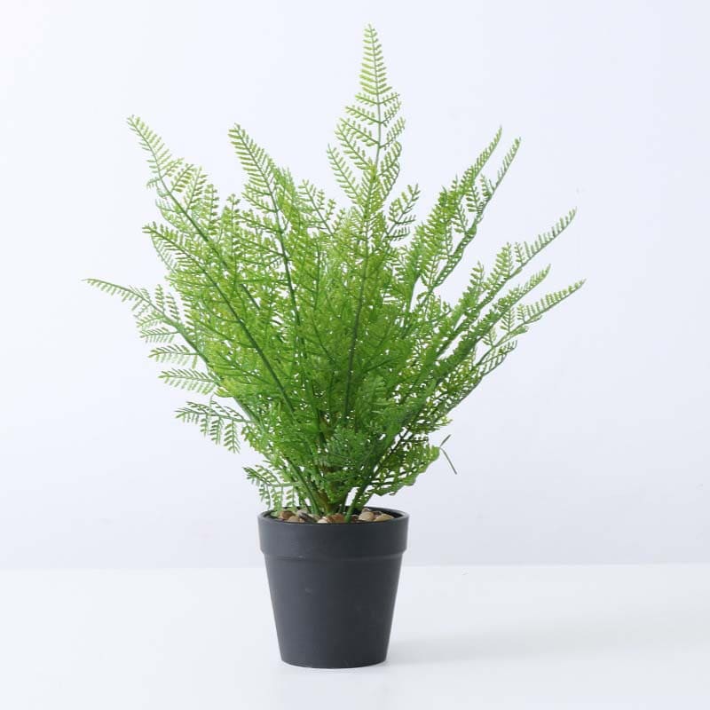 Dryopteris Affinis - Fougère des bois en pot, 50 cm