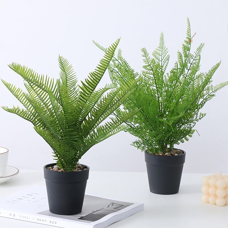 Dryopteris Affinis - Fougère des bois en pot, 50 cm