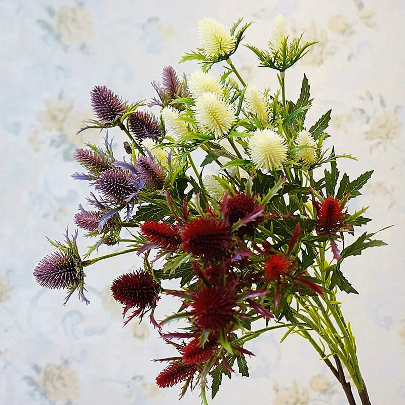 Eryngium Planum