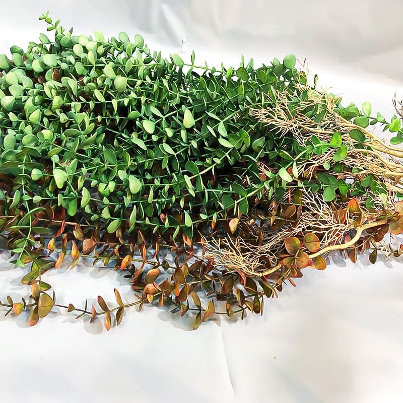 Branche d’Eucalyptus Artificiel Tombante