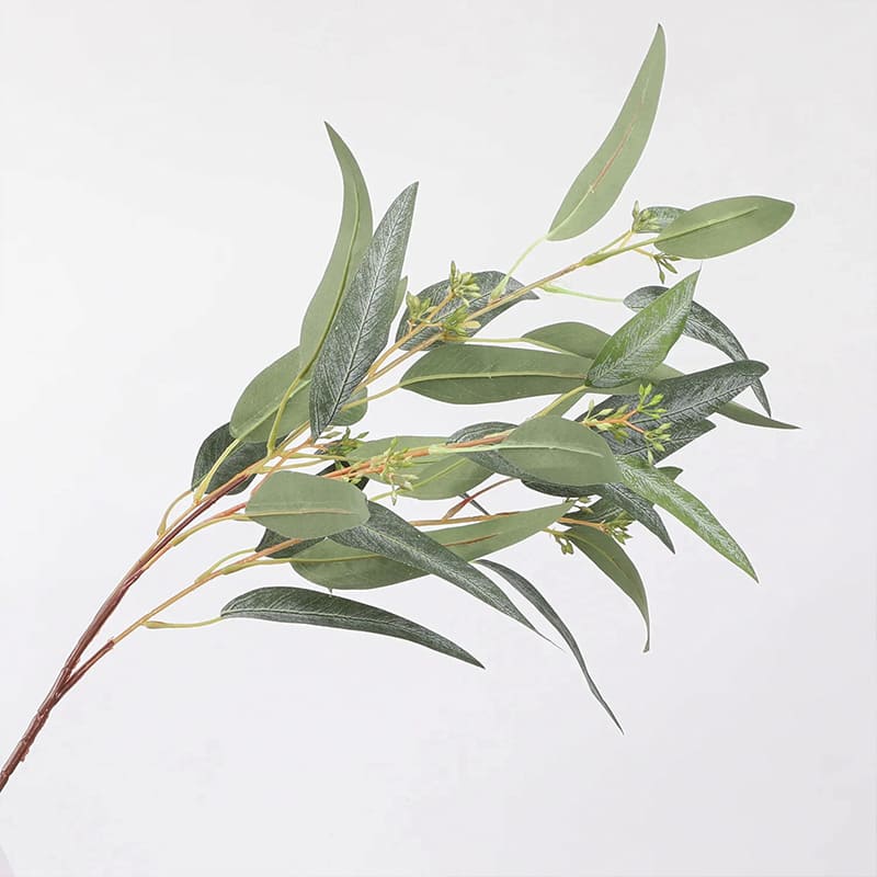 Eucalyptus Globulus