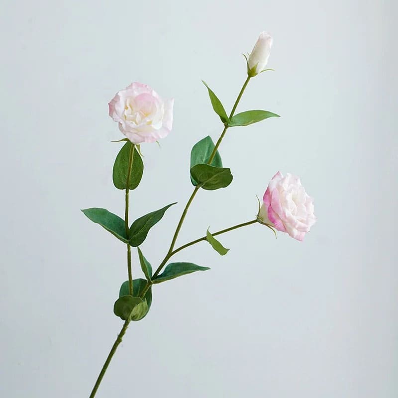 Eustoma Lisianthus: Bouquet de Fleurs Fraîches