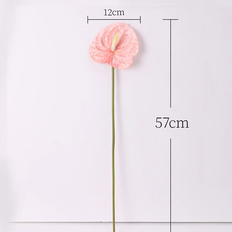 Anthurium Rouge Vif