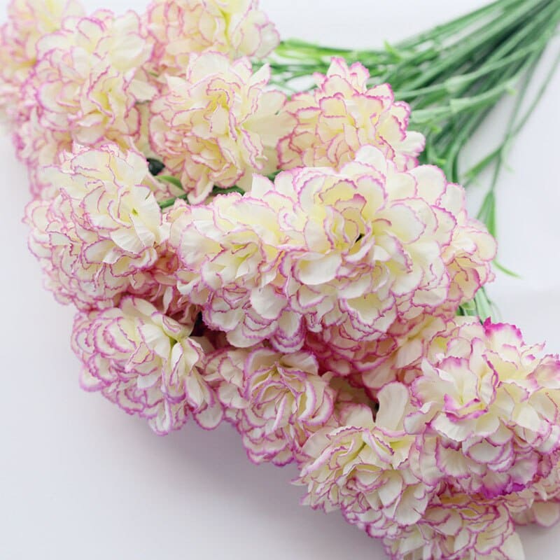 Carnation Flowers