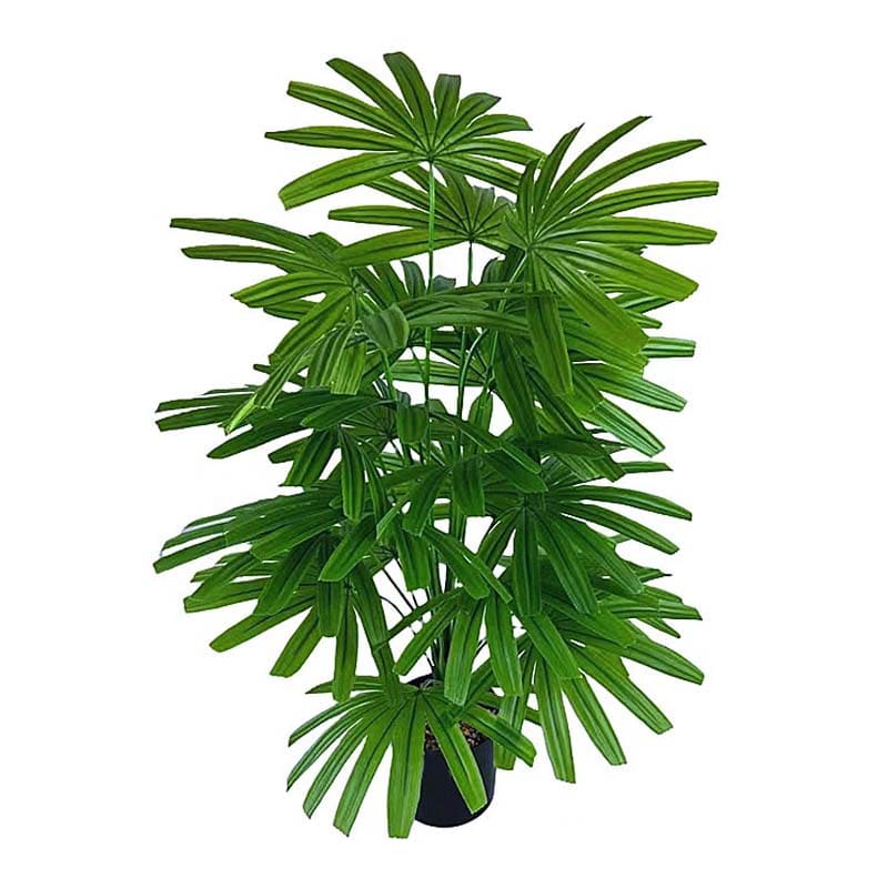 Fausse Plante Verte