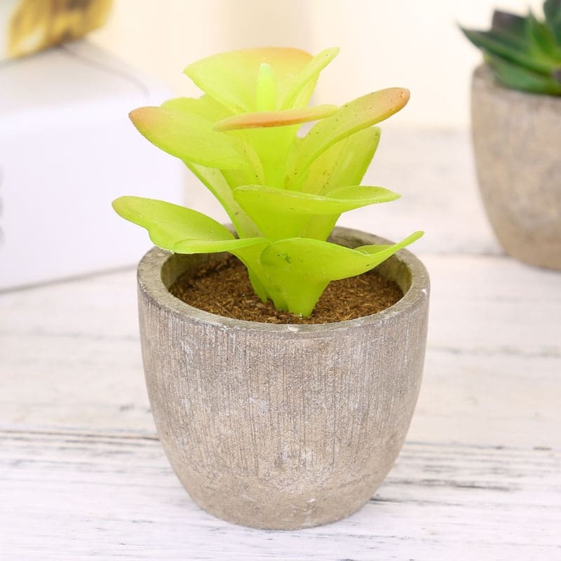 Plantes Grasses Artificielles Déco pour Maison