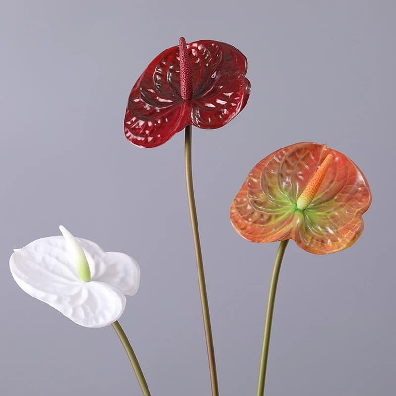 Anthurium Rouge Vif