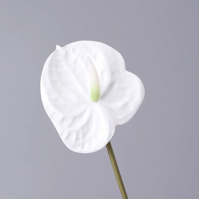 Anthurium Rouge Vif
