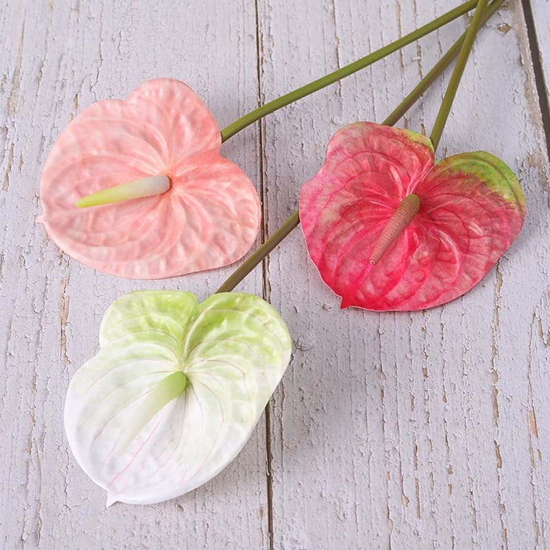 Anthurium Rouge Vif
