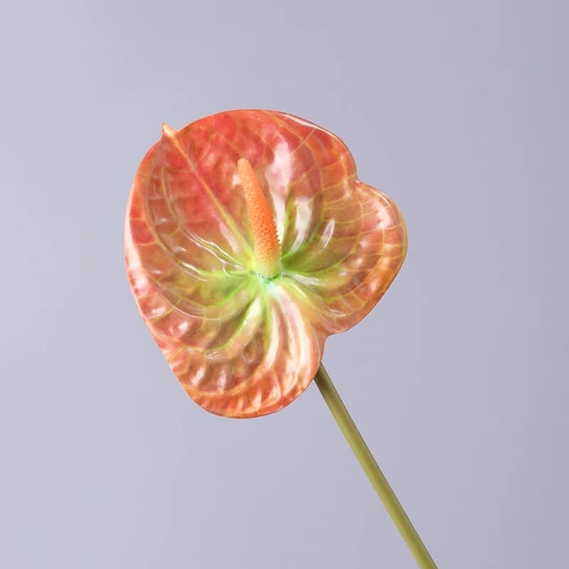 Anthurium Rouge Vif