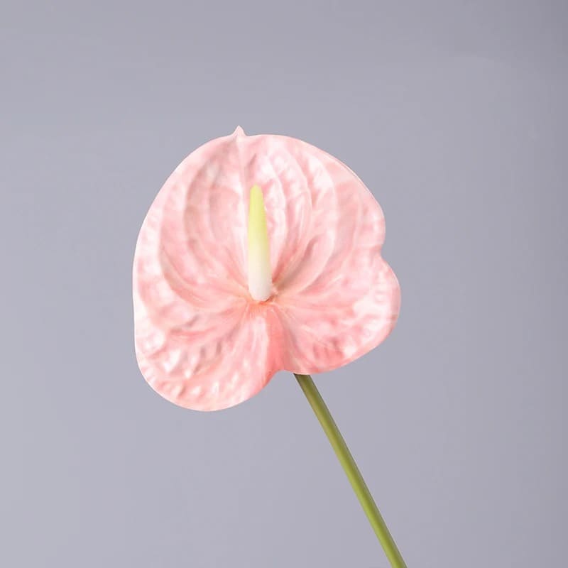 Anthurium Rouge Vif
