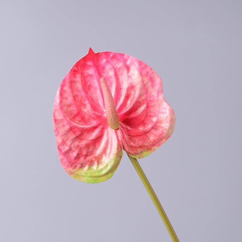 Anthurium Rouge Vif