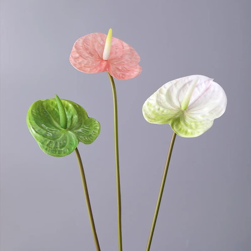 Anthurium Rouge Vif
