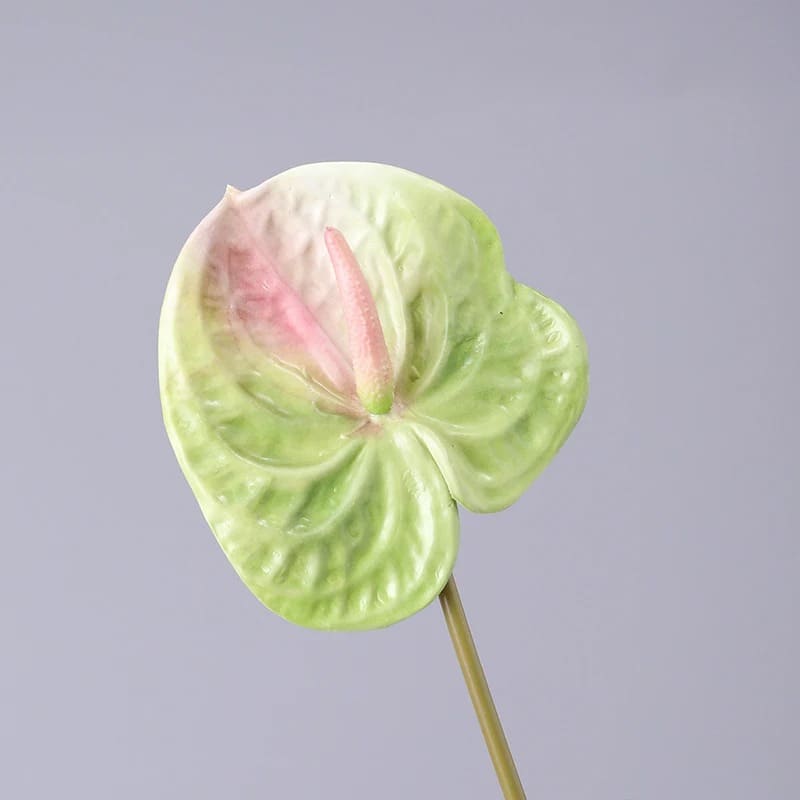 Anthurium Rouge Vif