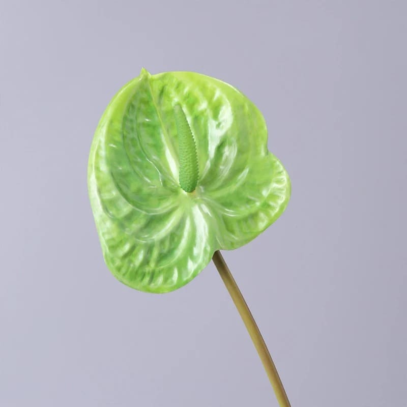 Anthurium Rouge Vif