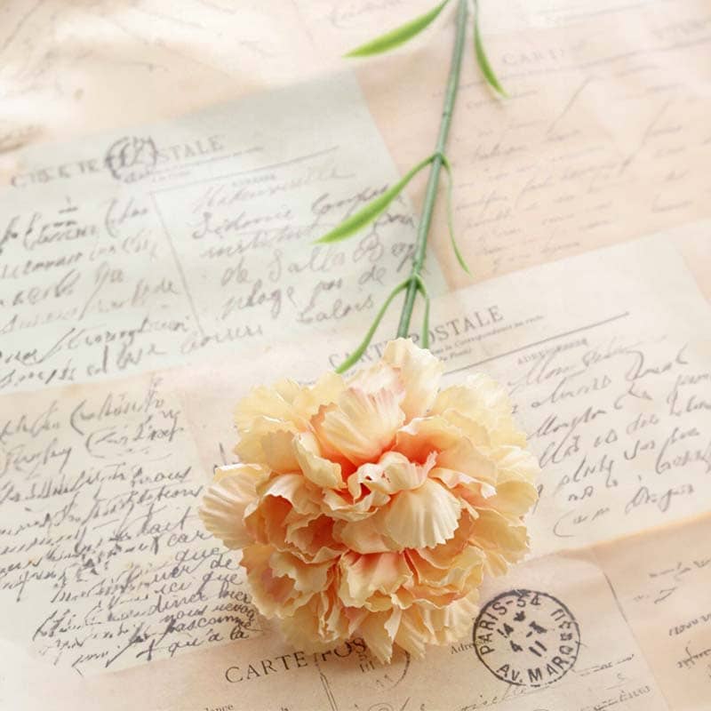 Carnation Flowers