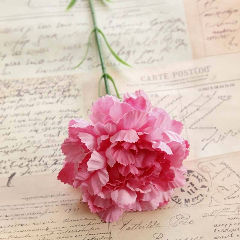 Carnation Flowers