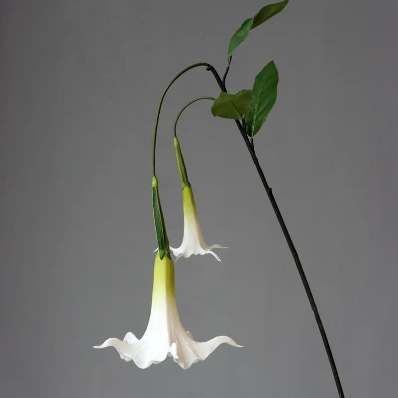 Fleur Datura.