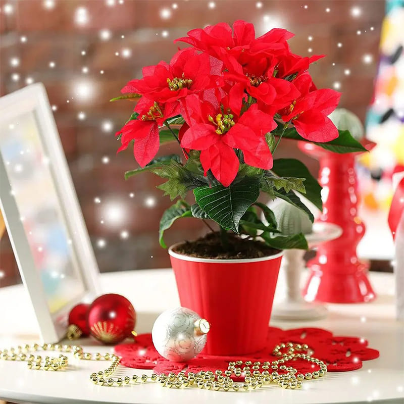 Poinsettia Rouge Intense