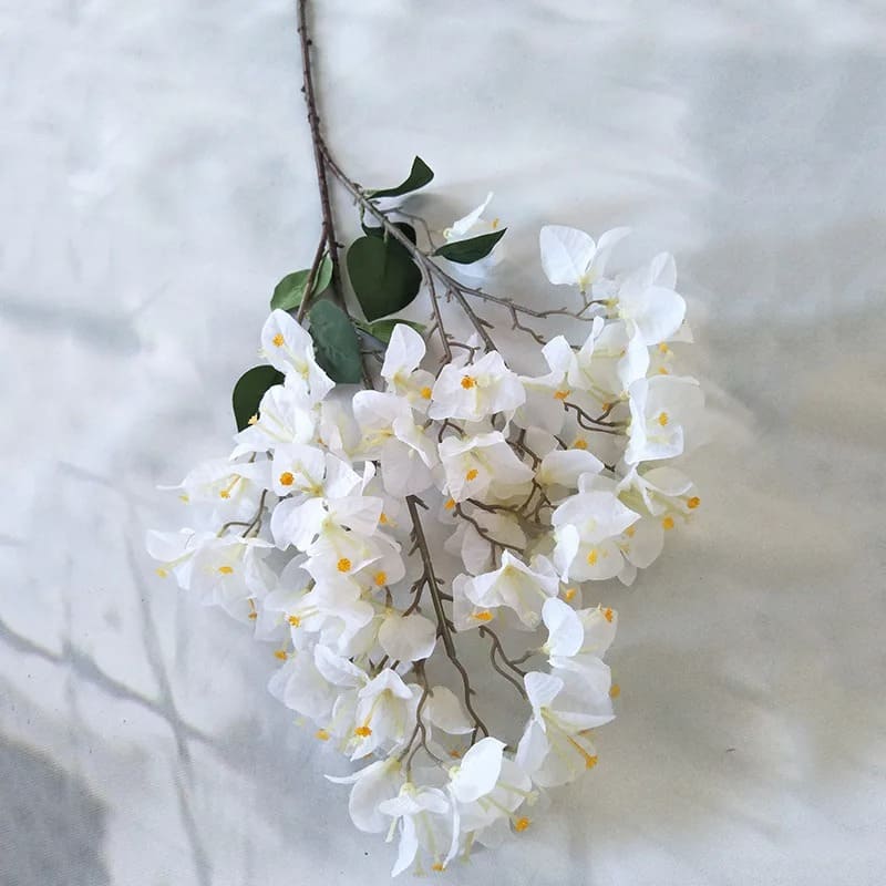 Bougainvillier : Fleurs Vivifiantes