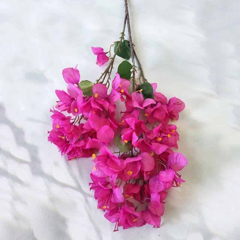 Bougainvillier : Fleurs Vivifiantes