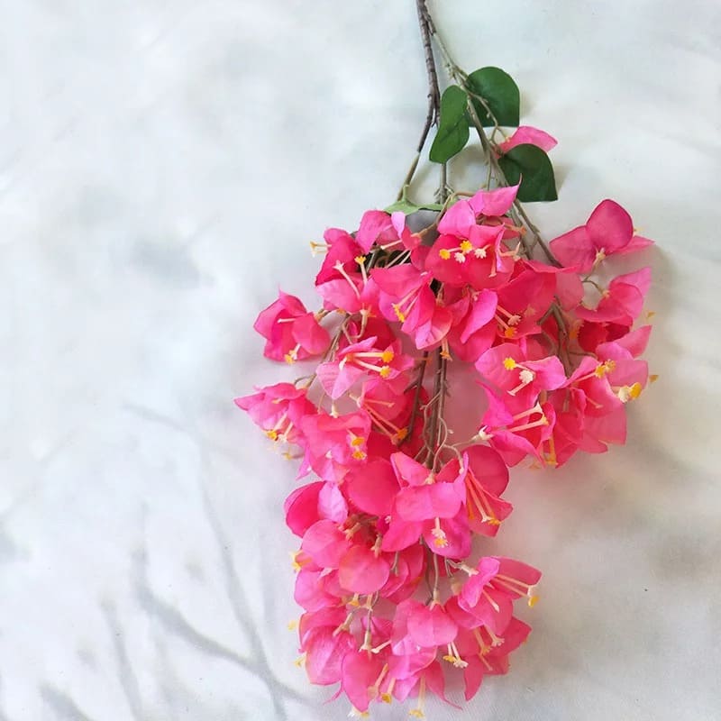 Bougainvillier : Fleurs Vivifiantes