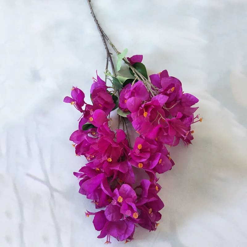 Bougainvillier : Fleurs Vivifiantes
