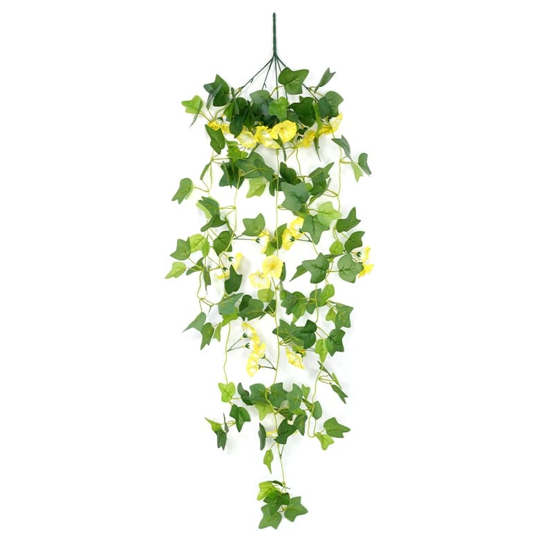 Fleurs Morning Glory