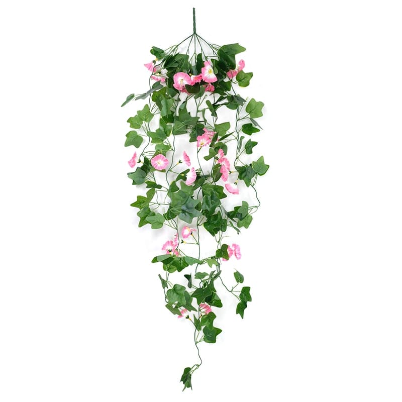 Fleurs Morning Glory